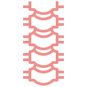 musculature
